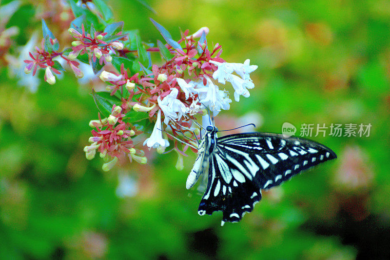 蝴蝶/燕尾蝶和桔梗花